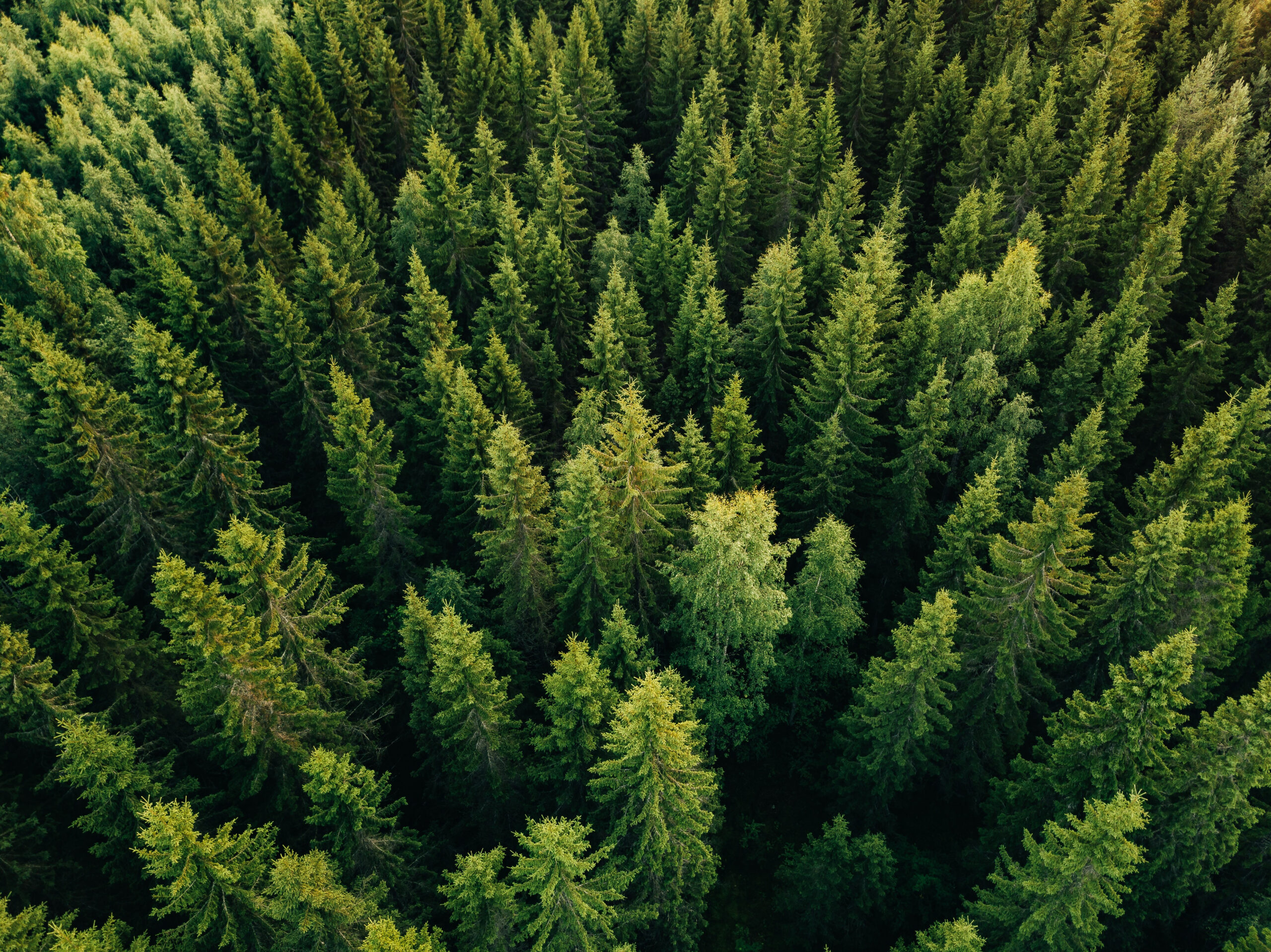 Sale of forest asset by Dasos Capital
