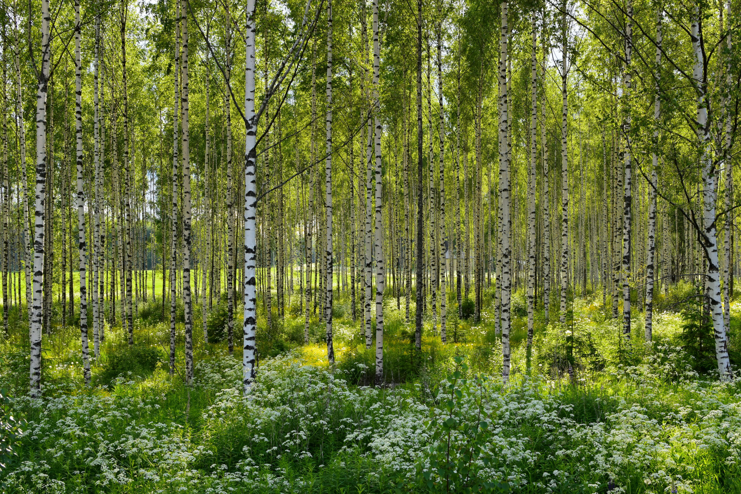 Acquisition of forest portfolio by CapMan Dasos European Forest Fund IV