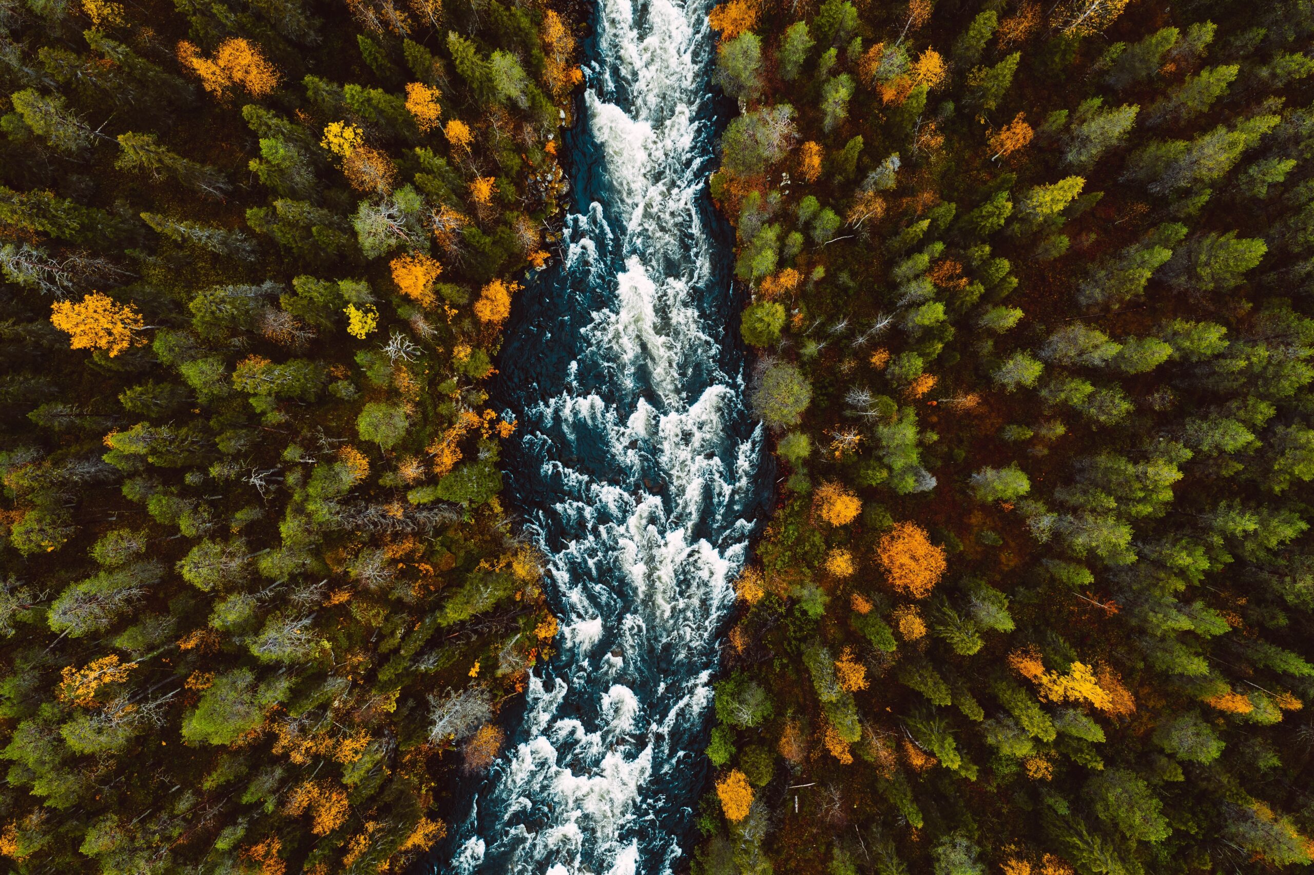 Sale of forest assets by Dasos Timberland Fund II